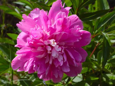 Bahçe süsü olarak güzel pembe şakayık çiçekleri