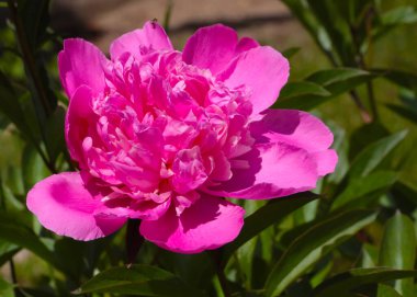 Bahçe süsü olarak güzel pembe şakayık çiçekleri