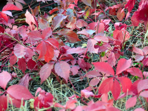 木の枝に鮮やかな赤ブドウの葉が — ストック写真