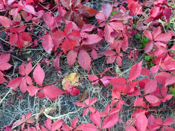 Folhas Uva Vermelha Brilhante Galhos Árvore — Fotografia de Stock