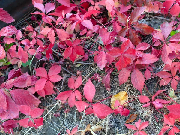 Feuilles Raisin Rouge Vif Sur Les Branches Des Arbres — Photo