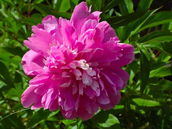 Hermoso Jardín Rosa Peonía Flores Como Decoración Césped — Foto de Stock