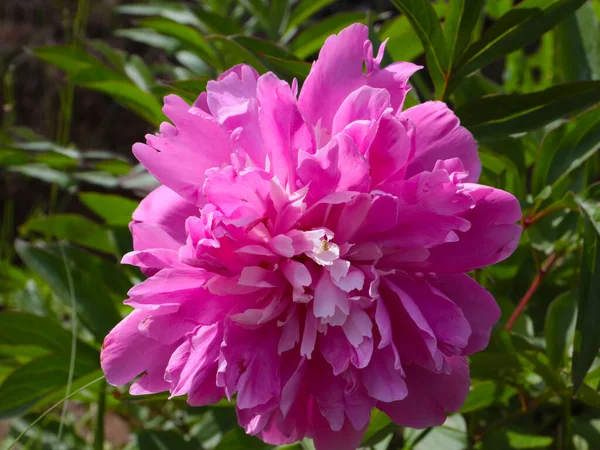 Mooie Roze Tuin Pioenroos Bloemen Als Gazon Decoratie — Stockfoto