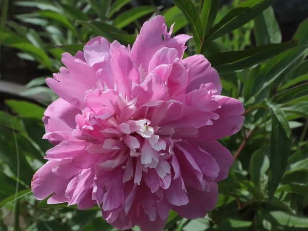 Belles Fleurs Pivoine Jardin Rose Comme Décoration Pelouse — Photo