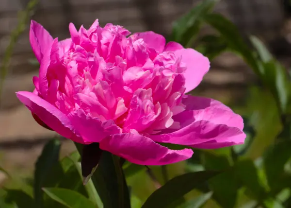 Belles Fleurs Pivoine Jardin Rose Comme Décoration Pelouse — Photo