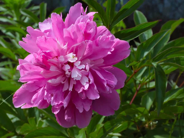 Beautiful Pink Garden Peony Flowers Lawn Decoration — Stock Photo, Image
