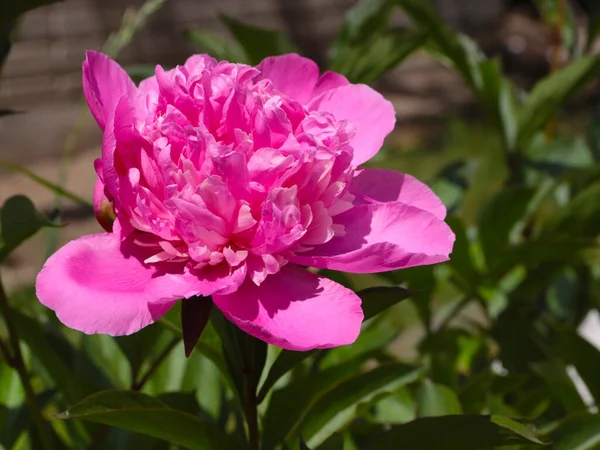 Beautiful Pink Garden Peony Flowers Lawn Decoration — Stock Photo, Image