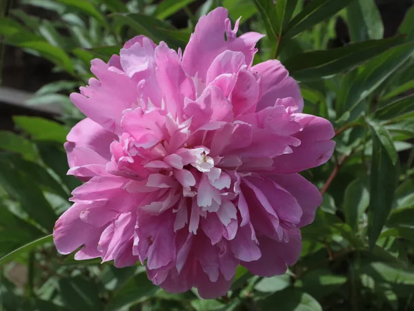 芝生の装飾として美しいピンクの庭牡丹の花 — ストック写真