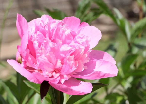 Belles Fleurs Pivoine Jardin Rose Comme Décoration Pelouse — Photo