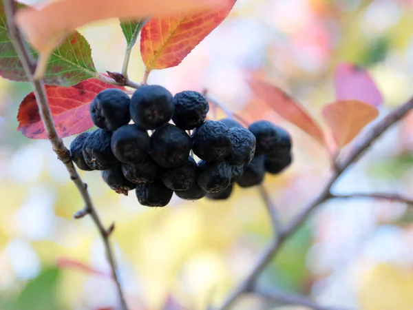 Schöne Trauben Reifer Beeren Den Zweigen Eines Strauches — Stockfoto