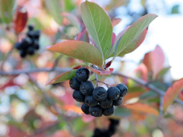 Beautiful Bunches Ripe Berries Chokeberry Branches Shrub — Stock Photo, Image