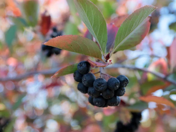 Beautiful Bunches Ripe Berries Chokeberry Branches Shrub — Stock Photo, Image