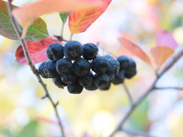 Schöne Trauben Reifer Beeren Den Zweigen Eines Strauches — Stockfoto