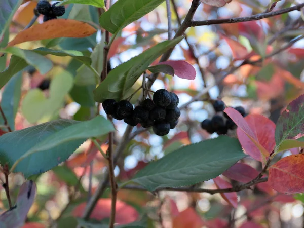 Schöne Trauben Reifer Beeren Den Zweigen Eines Strauches — Stockfoto