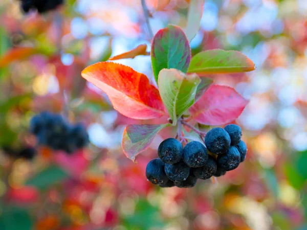 Beautiful Bunches Ripe Berries Chokeberry Branches Shrub — Stock Photo, Image