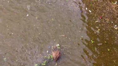 Nehrin yüzeyinde çöp ve şehir çamuru