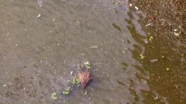 Nehrin yüzeyinde çöp ve şehir çamuru