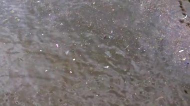 Nehrin yüzeyinde çöp ve şehir çamuru