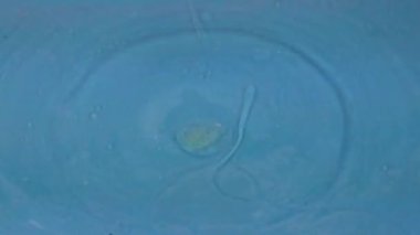 Sıvının yüzeyine düştüğü zaman bir damla temiz su çok güzel desenler oluşturur.