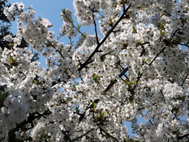 Bahar ağacı dallarında güzel beyaz çiçekler.