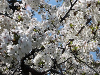 Bahar ağacı dallarında güzel beyaz çiçekler.