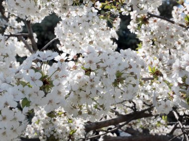 Bahar ağacı bahçesinin çiçekli dalları meyve elması