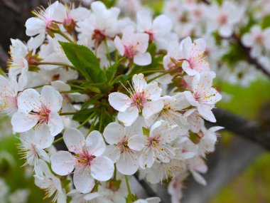 Nefis çiçekleri olan güzel çiçek açan kiraz bahçesi.