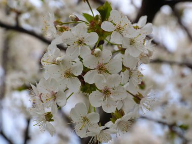 Nefis çiçekleri olan güzel çiçek açan kiraz bahçesi.