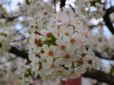 Nefis çiçekleri olan güzel çiçek açan kiraz bahçesi.