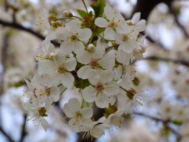 Nefis çiçekleri olan güzel çiçek açan kiraz bahçesi.