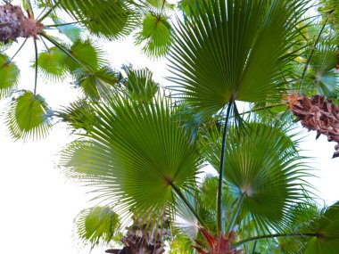 Güneşli gökyüzünün arka planında palmiye yaprakları