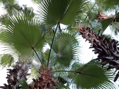 Güneşli gökyüzünün arka planında palmiye yaprakları