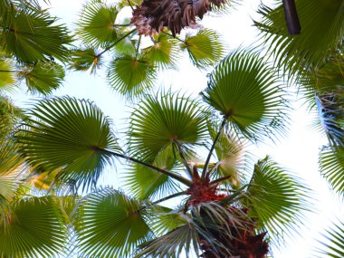 Güneşli gökyüzünün arka planında palmiye yaprakları