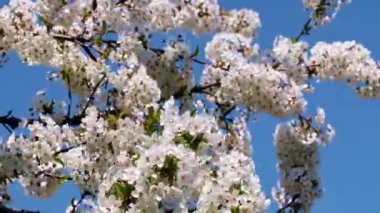 bir meyve ağacının dallarında güzel beyaz-pembe çiçekler