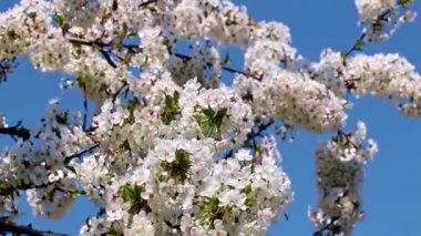 bir meyve ağacının dallarında güzel beyaz-pembe çiçekler