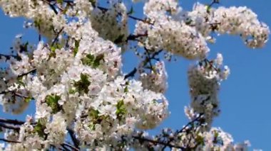 bir meyve ağacının dallarında güzel beyaz-pembe çiçekler