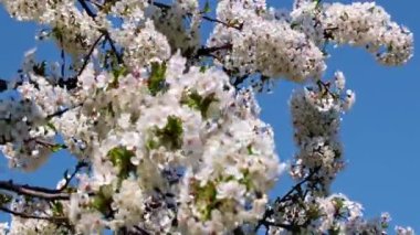 bir meyve ağacının dallarında güzel beyaz-pembe çiçekler