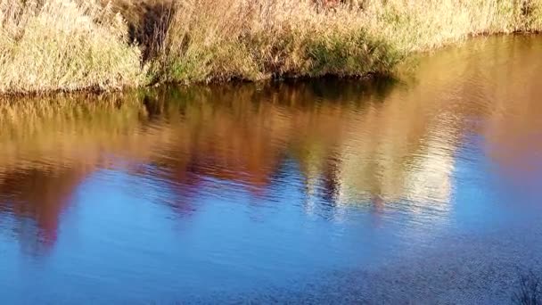 Acque Calme Pendio Fluviale Immerso Nel Verde — Video Stock