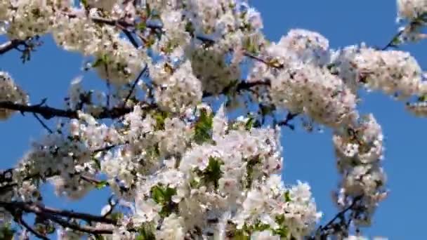 Belas Flores Brancas Rosa Ramos Uma Maçã Árvore Fruto — Vídeo de Stock