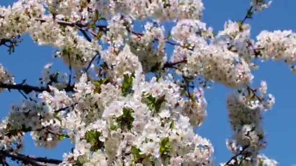 果物の木のリンゴの枝に美しい白ピンクの花 — ストック動画
