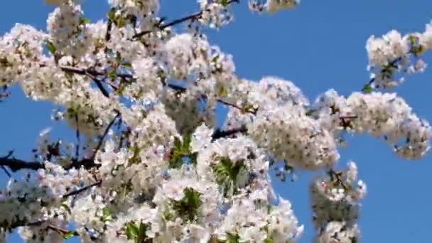 Schöne Weiß Rosa Blüten Auf Ästen Eines Obstbaumapfels — Stockvideo