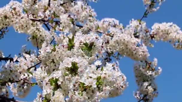 Schöne Weiß Rosa Blüten Auf Ästen Eines Obstbaumapfels — Stockvideo