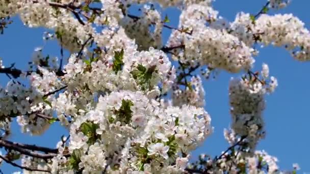Schöne Weiß Rosa Blüten Auf Ästen Eines Obstbaumapfels — Stockvideo