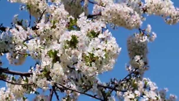 Beautiful White Pink Flowers Branches Fruit Tree Apple — стоковое видео