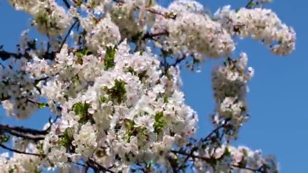 Hermosas Flores Color Blanco Rosa Las Ramas Una Manzana Árbol — Vídeos de Stock