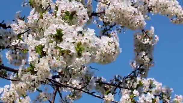 Beautiful White Pink Flowers Branches Fruit Tree Apple — стоковое видео