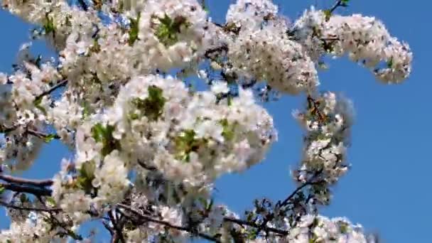 Beautiful White Pink Flowers Branches Fruit Tree Apple — стоковое видео