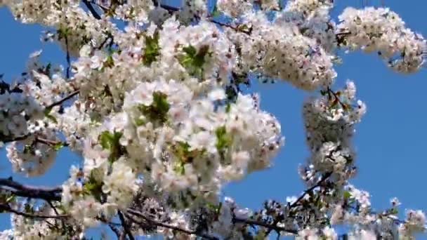 Piękne Biało Różowe Kwiaty Gałęziach Jabłoni Owocowych — Wideo stockowe