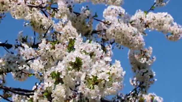 Vackra Vita Rosa Blommor Grenar Ett Fruktträd Äpple — Stockvideo