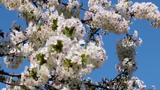 Schöne Weiß Rosa Blüten Auf Ästen Eines Obstbaumapfels — Stockvideo